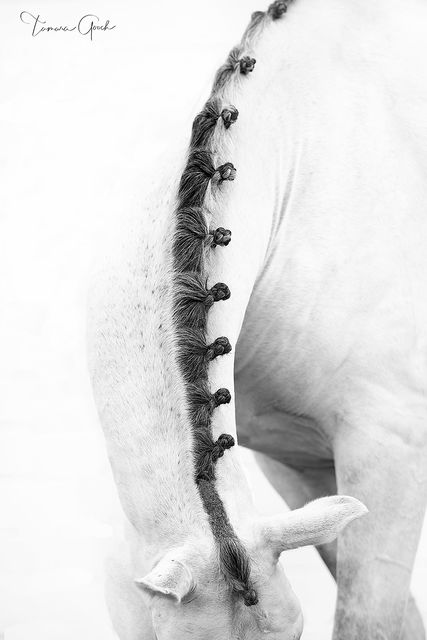Sophisticated Horse print