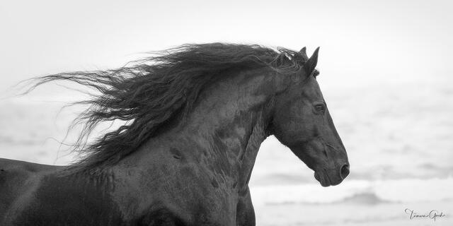 Seaside Friesian print