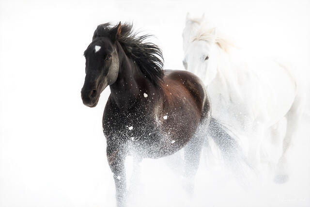 Black and white horses running together through deep snow against white background, Wyoming.