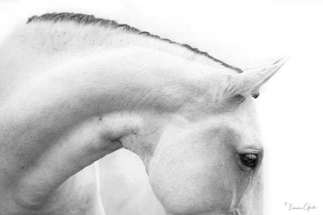 A black and white high key limited edition photograph of a horses head and neck facing sideways.