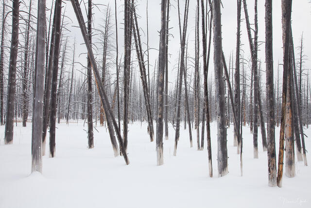 Dead lodgepole pines with white mineral bases standing in deep snow at Bobby Socks Trees, Yellowstone National Park.