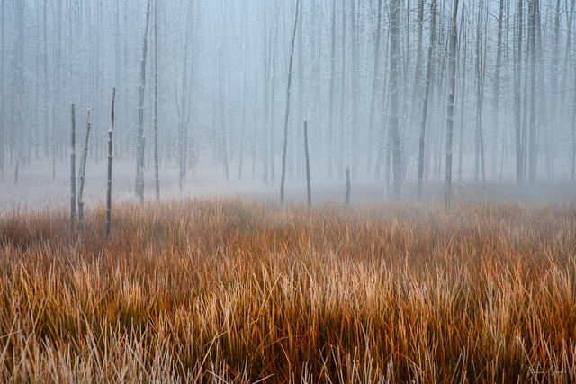 Color fine art photo of Yellowstone's Bobby Socks dead forest in autumn fog, warm amber grasses in foreground, pale bare trunks dissolving into mist behind.