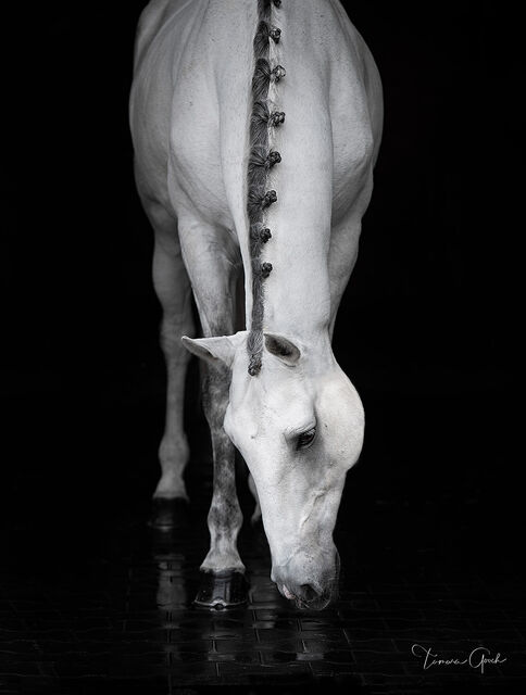 A black and white fine art photograph of a gray Lusitano horse, it's mane braided and its head down.