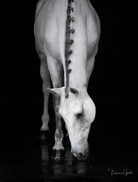 Braided Lusitano Horse print