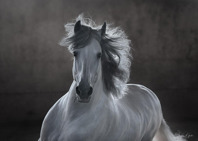 The Noble Horse print