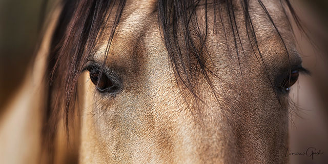 Extreme close-up portrait of a buckskin Quarter Horse, both eyes and forelock visible, warm golden coat, dark mane, soft bokeh background.