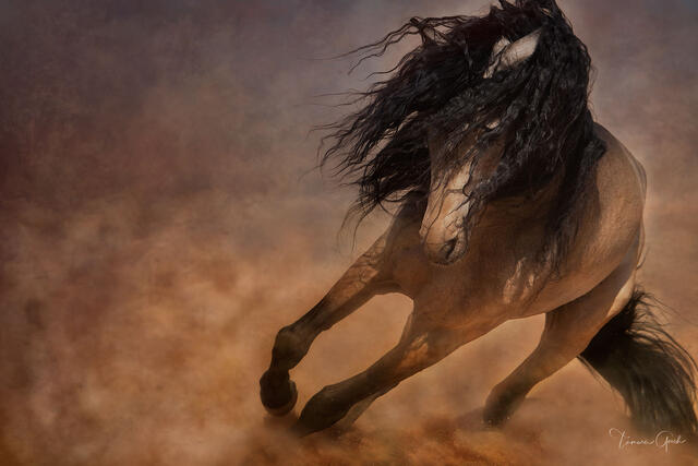 Buckskin stallion galloping through golden dust clouds with flowing black mane and powerful muscular body in dramatic action fine art equine photography