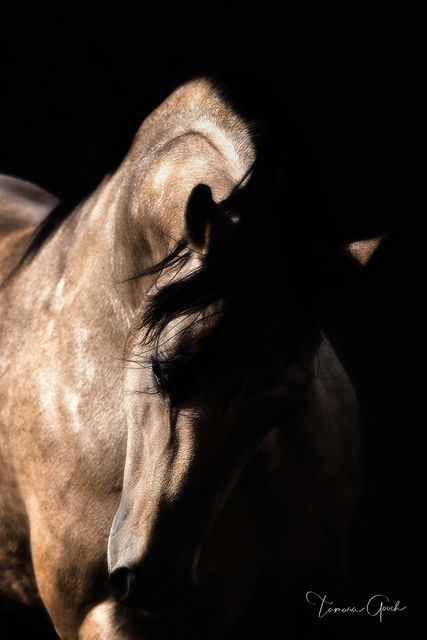 Buckskin Quarter Horse in dramatic side lighting, muscular neck and shoulder glowing against pure black, fine art equine photography by Tamara Gooch.
