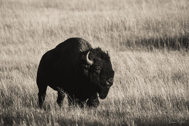 yellowstone bull bison fine art photography print walking through grassland with strong contrast