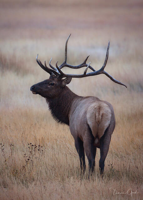 A fine art limited edition print of a bull elk during the fall rut in Yellowstone National Park.