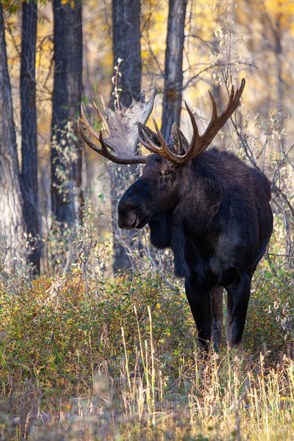 The Bull Moose — Autumn Rut, Grand Teton National Park, Wyoming print