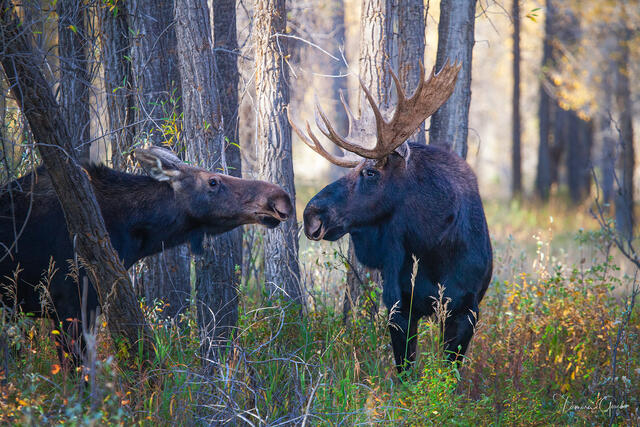 The Courtship — Grand Teton Moose Fine Art Print print