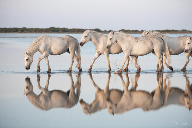 camargue horses walking in water fine art photography print with reflection and soft tones