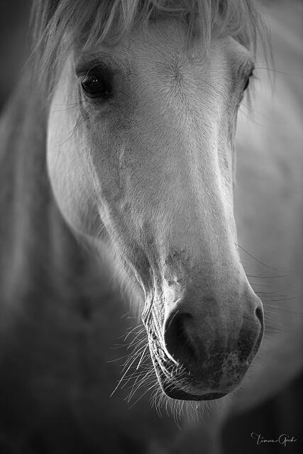 Camargue Angel print