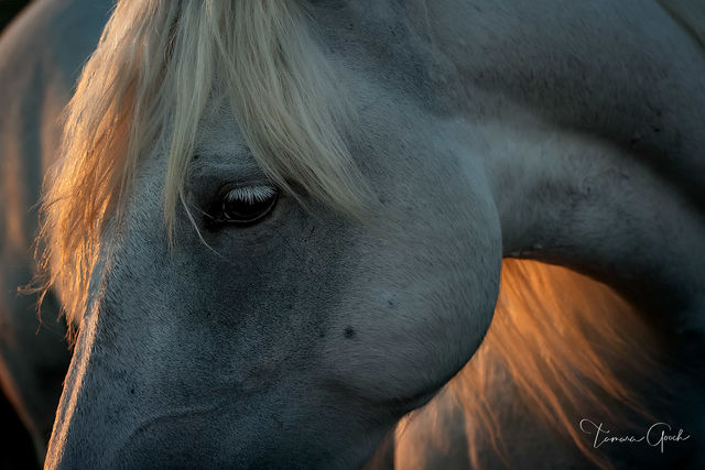 Humble and Kind Camargue Horse print
