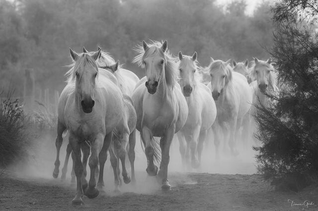 Into the Mist — Camargue Horses Fine Art Photography Print print