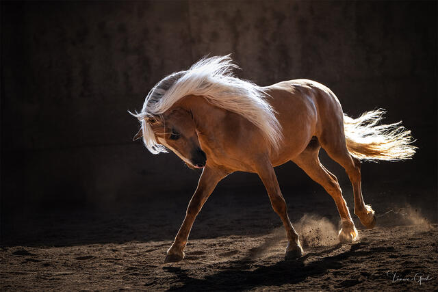 Palomino Canadian Horse cantering through arena dust, flowing white mane backlit by warm light, dark background, fine art equine photography by Tamara Gooch.