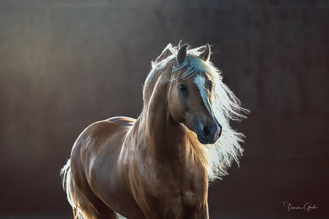 Palomino Canadian Horse in three-quarter portrait, flaxen mane lifting in warm backlight, atmospheric golden haze, fine art equine photography by Tamara Gooch.
