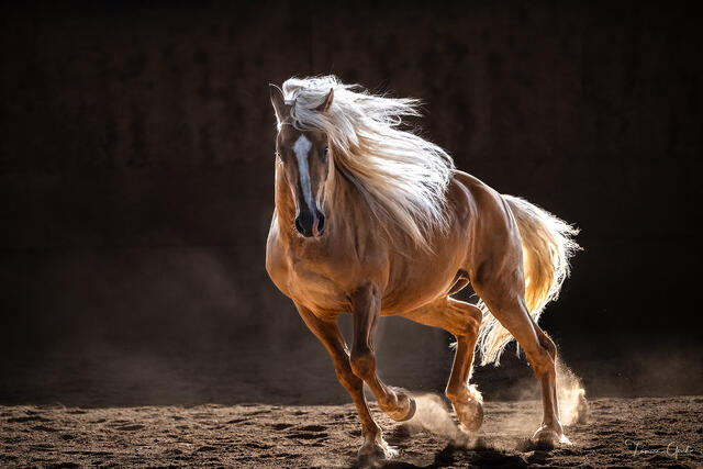Palomino Canadian Horse galloping in arena with flowing white mane, warm dramatic lighting against dark background, fine art equine photography by Tamara Gooch.