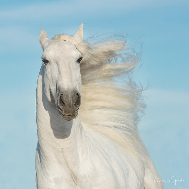 Lusitano Magic print