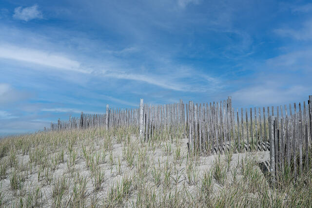 Weathered wooden fences receding across Cape Cod dunes, beach grass, soft blue sky with wispy clouds, New England coastal fine art photography by Tamara Gooch.