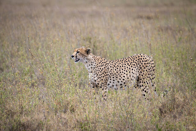 Big Cat Fine Art Photography Prints | Lion, Leopard & Cheetah Wall Art