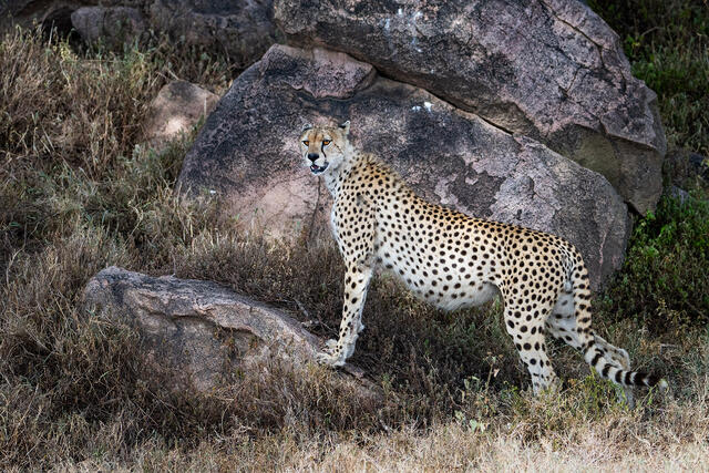 Kopje Cheetah — Tanzania, Africa print