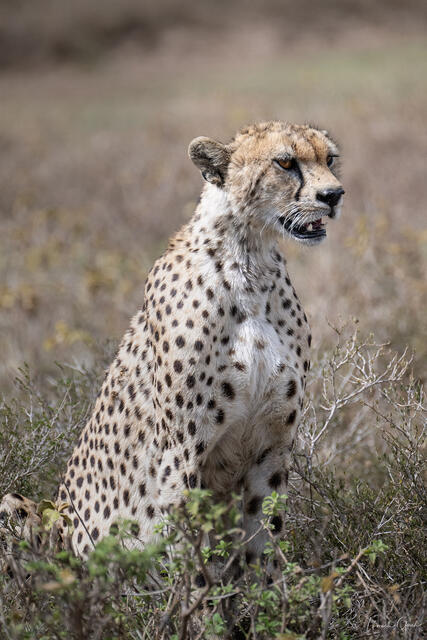 On Alert — Cheetah, Tanzania, Africa print