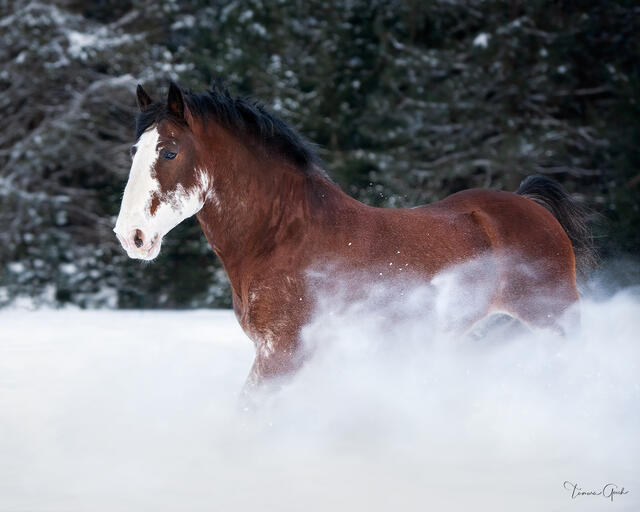 Bay Clydesdale stallion moving through deep snow, billowing powder cloud around legs, dark evergreen forest behind, fine art equine Photography 