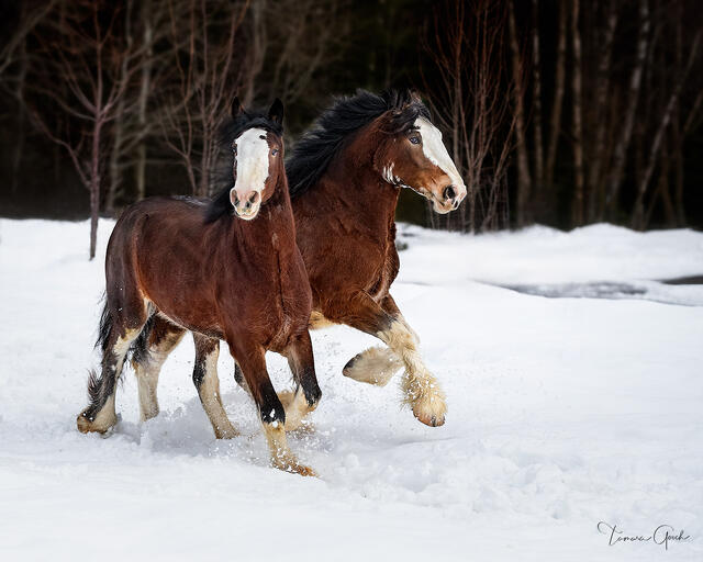Clydesdale Mares in the Snow print