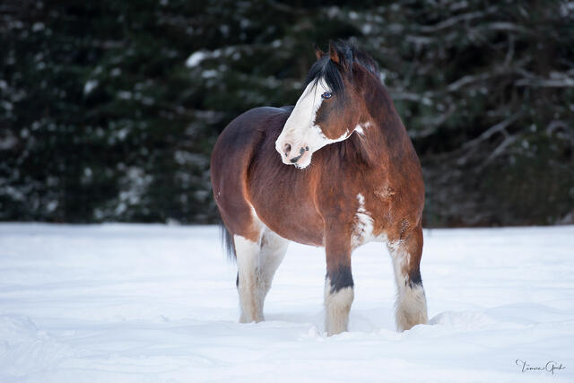  The Draft King — Budweiser Clydesdale Fine Art Portrait print