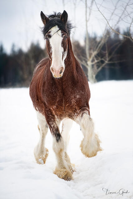 Clydesdale Stallion in the Snow print