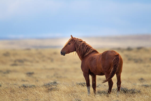 Chestnut Curly mustang standing alone on open Wyoming grassland, distinctive crimped curly mane, pale blue sky, fine art photography by Tamara Gooch.