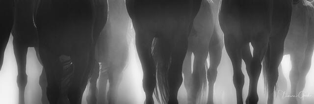 Black and white panoramic of multiple horse legs and bodies moving through backlit dust and mist, abstract equine fine art by Tamara Gooch.
