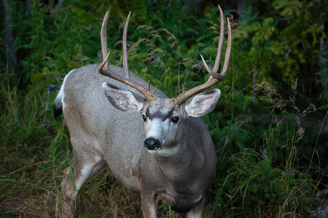 The Buck — Mule Deer, American West print