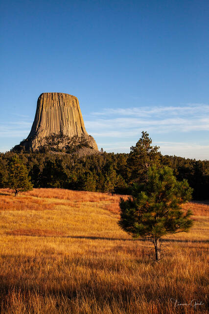 Color fine art photo of Devils Tower rising above golden autumn meadow and ponderosa pines, deep blue sky, Wyoming.