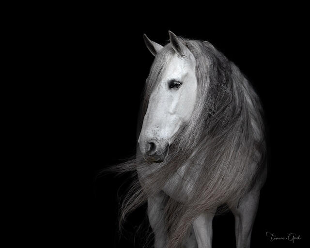 Black and white equestrian horse photo print for sale of a Warlander horse with a long flowing mane.