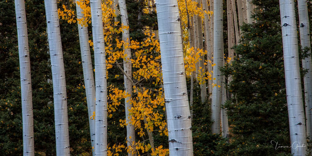 Aspens in Fall print