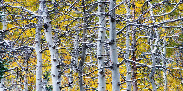 Fall Aspens with Snow print