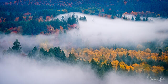 Fall Color in Misty Fog print