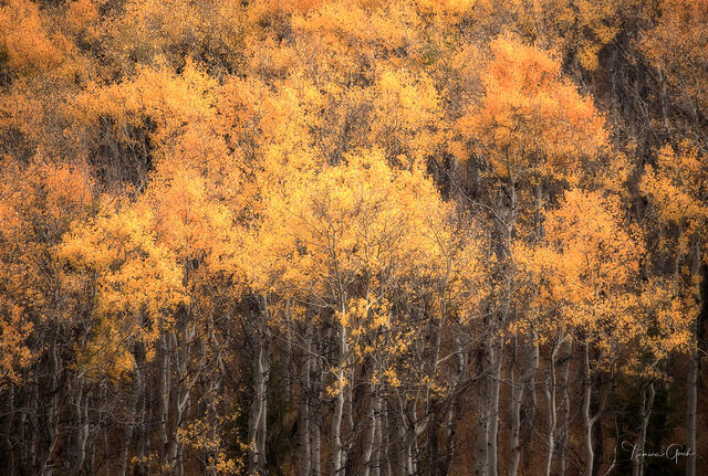 Fall Aspen Trees print