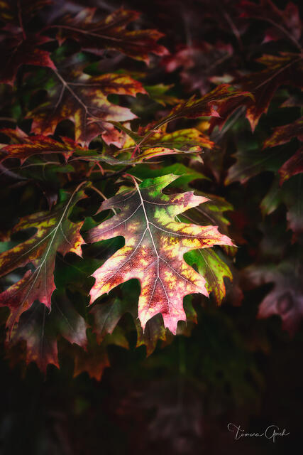 Fall Oak Leaves print