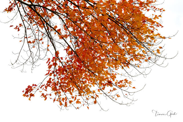 Orange colored fall leaves curving downward off a tree branch against a white background.