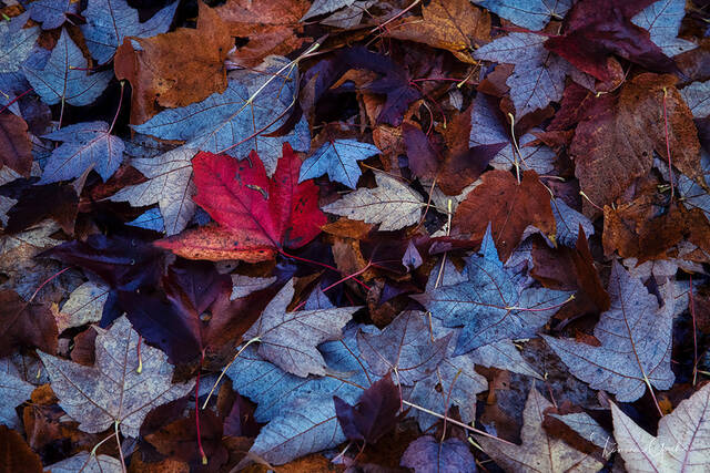 Fallen Autumn Leaves 