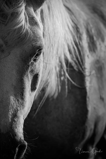 Luxury Fine Art black and white photograph of a Camargue horse bathed in the last light of day. 