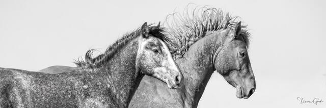 Two Wyoming wild mustangs side by side in black and white panoramic fine art, manes lifting in wind, intimate close portrait, photography by Tamara Gooch.