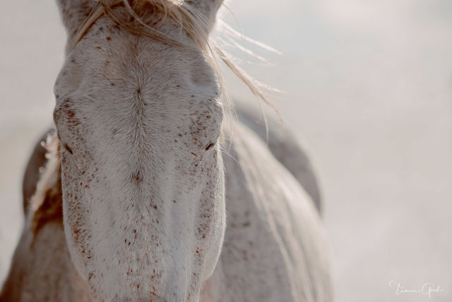 Close-up portrait of a dappled grey horse with eyes closed, pale mane lifting in breeze, soft high-key light, meditative fine art equine photography by T. Gooch