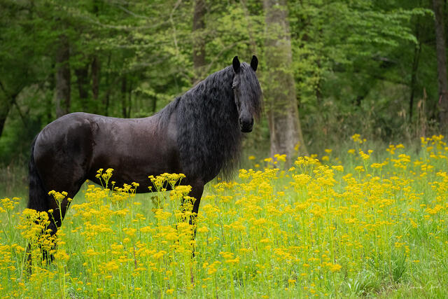 Friesian horse standing in field of yellow wildflowers, deep green Florida forest behind, striking color contrast, fine art equine photography by Tamara Gooch.