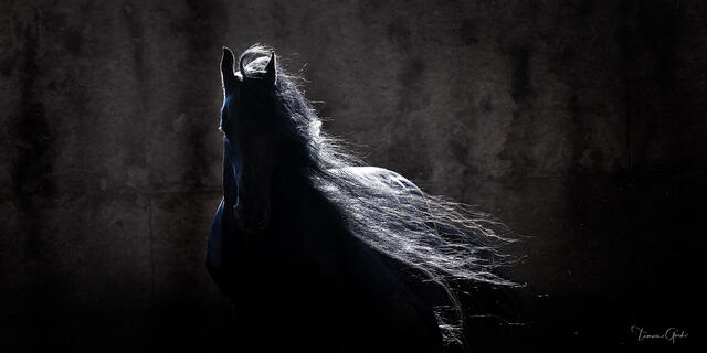 Friesian Highlights print