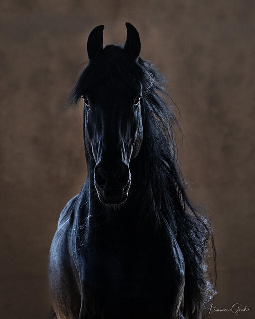 Beautiful horse print for sale of a friesian horse with glowing eyes and shinning coat.